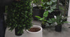 Premium Artificial 150cm Cypress Pine Tree UV Resistant - product video