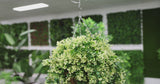 Artificial Spring Evergreen Hanging Basket UV Resistant 43cm - product video