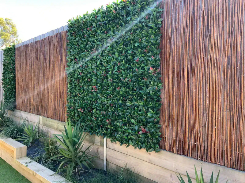 Artificial hedge screening – photinia along a back timber fence