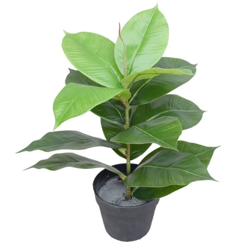 Artificial Potted Rubber Plant 55cm - Designer Plants