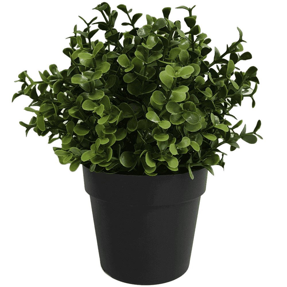 Small Potted Artificial Buxus Plant UV Resistant 20cm - Designer Plants