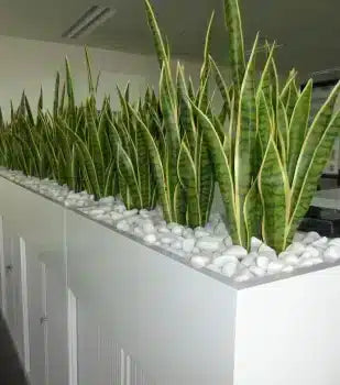 small potted plants for offices designer plant
