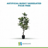 Artificial Bushy Variegated Ficus Tree (Rubber Tree) 120cm