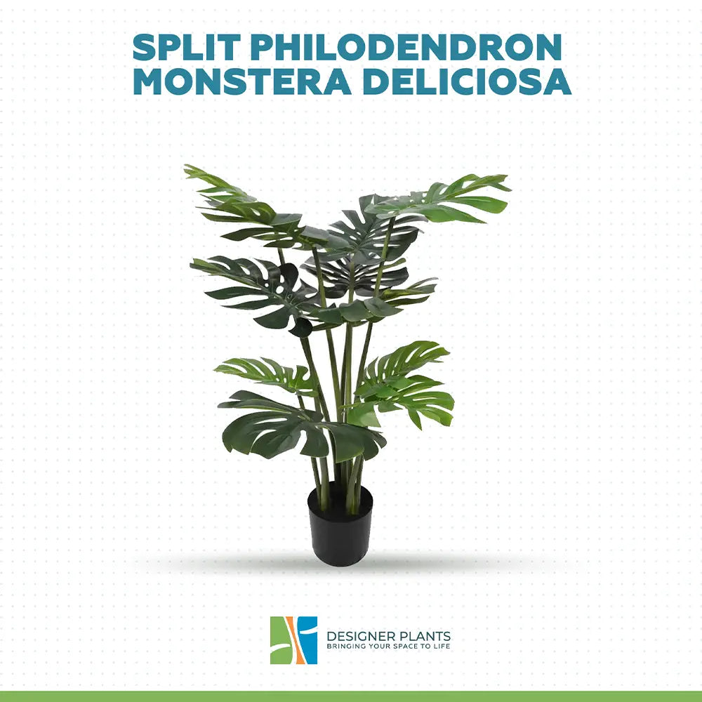 Split Philodendron Monstera Deliciosa (Split Leaf) 120cm
