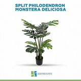 Split Philodendron Monstera Deliciosa (Split Leaf) 120cm