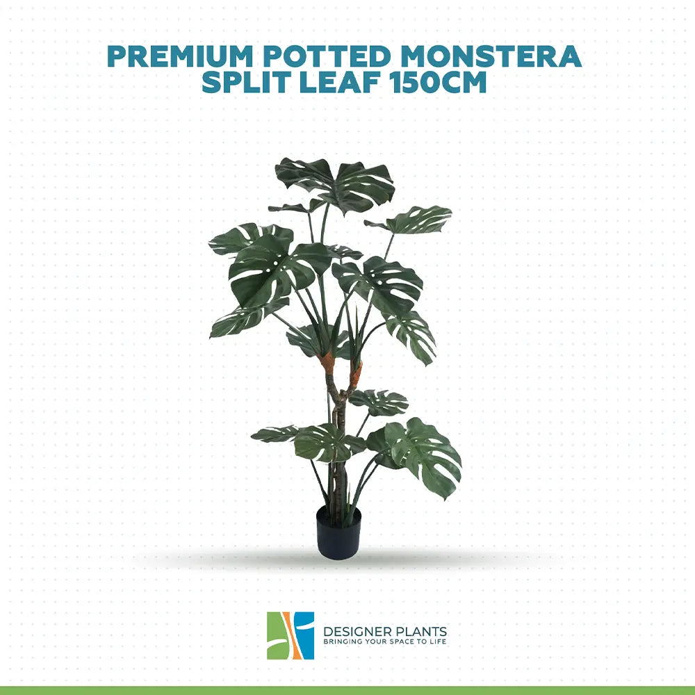 Premium Potted Split Leaf Monstera / Philodendron 150cm UV Resistant