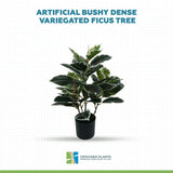 Artificial Bushy Dense Variegated Ficus Tree (Rubber Tree) 50cm
