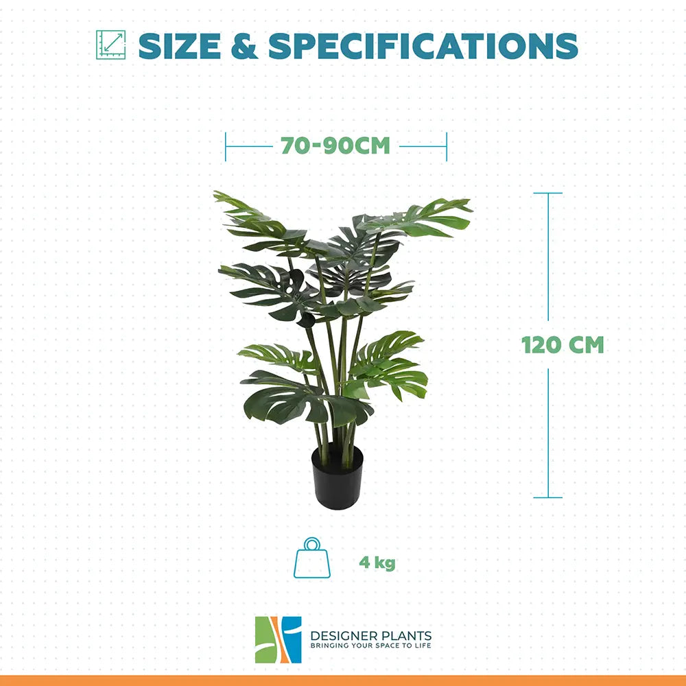 Split Philodendron Monstera Deliciosa (Split Leaf) 120cm