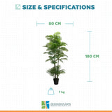 Premium Artificial Potted Multi-trunk Fan Palm 180cm
