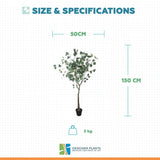 Artificial Eucalyptus Tree (Red Box Eucalyptus Polyanthemos) 150cm