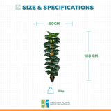 Artificial Monstera Adansonii Money Plant With Decorative Pot 180cm