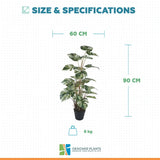 Premium Artificial Monstera Deliciosa / Variegated Monstera (Swiss Cheese) 90cm