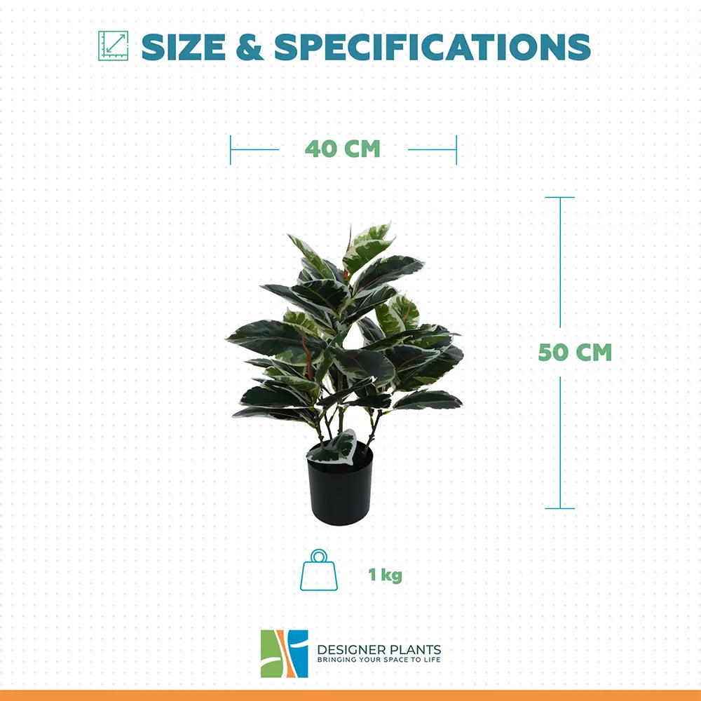 Artificial Bushy Dense Variegated Ficus Tree (Rubber Tree) 50cm