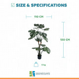 Premium Potted Split Leaf Monstera / Philodendron 150cm UV Resistant