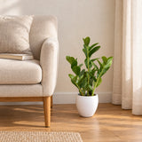 60cm artificial Zanzibar plant in its supplied white pot beside a reading chair; furniture shown for styling.