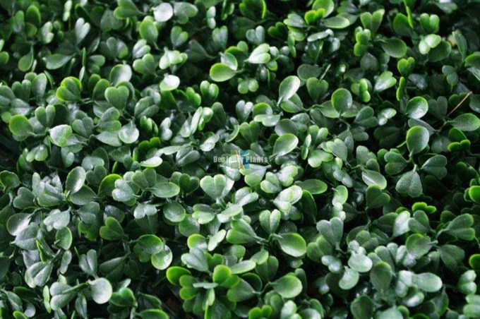 Boxwood Hedge Screen Green Wall Panel UV Resistant 100cm x 100cm