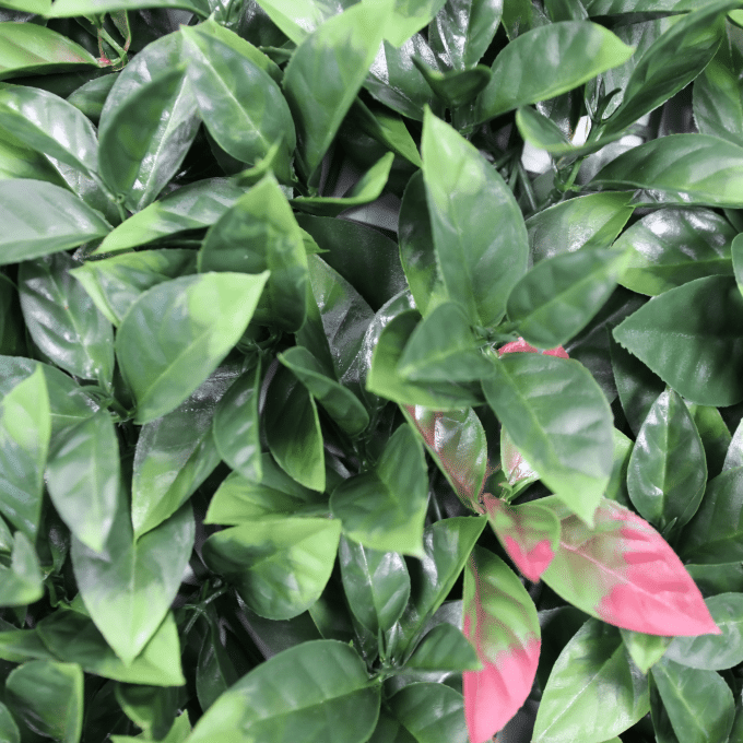 Close Up Foliage of Photonia Panel