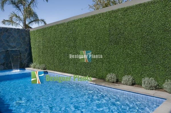 Swimming Pool Box Hedge