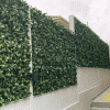 Laurel Hedge