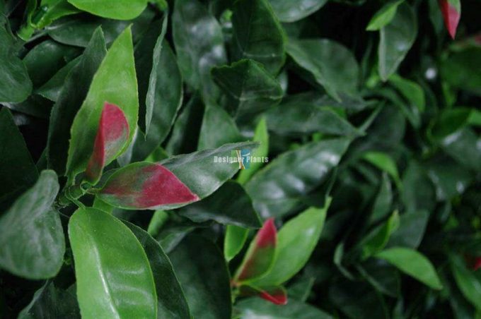 Photinia (Red Robin) Hedge Leaf Screens / Panels UV Resistant 1m x 1m