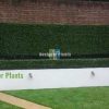 Empty Pool With Artificial Plants