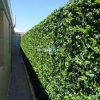 House Side With Artificial Plants