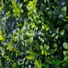 Artificial Green Wall Close Up