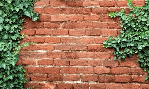 make your own green wall