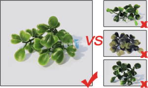 spot low quality artificial hedges