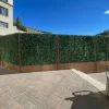 Long Vibrant Fence of Jasmine Hedge