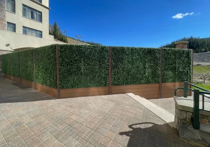 Long Vibrant Fence of Jasmine Hedge