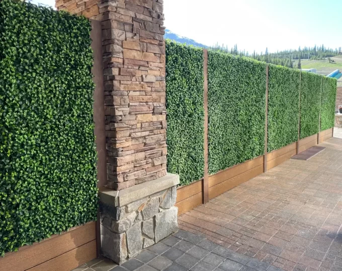 Dense and Natural Looking Jasmine Hedge Wall panels