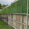 Stunning Jasmine Hedge panel on a timber fence