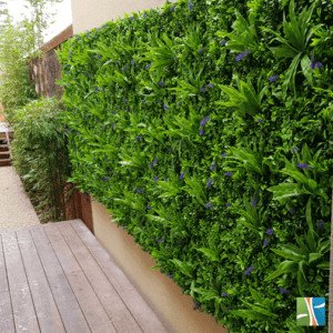 Lavandula green wall transformation July