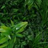 Artificial Plant-Green Tropics Vertical Garden / Green Wall UV Resistant closeup