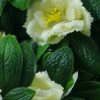 Artificial White Rose