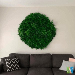Green tropics green wall disk in lounge room
