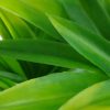 Artificial Plant-Dracaena (Yucca) Stem UV Resistant closeup