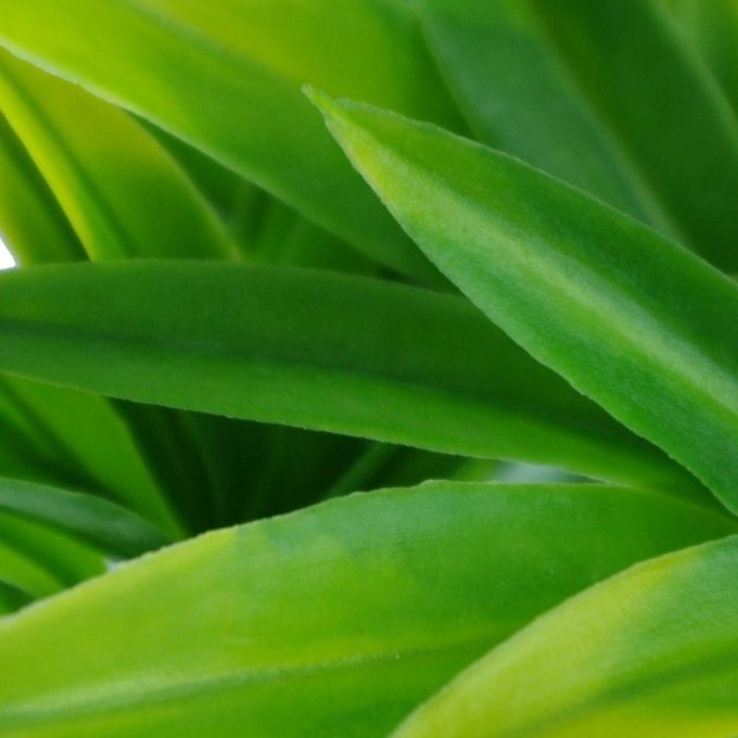 Artificial Plant-Dracaena (Yucca) Stem UV Resistant closeup