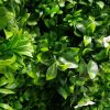 Artificial Plant - White Oasis Vertical Garden / Green Wall UV Resistant closeup