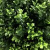 Close up of the green shrub foliage