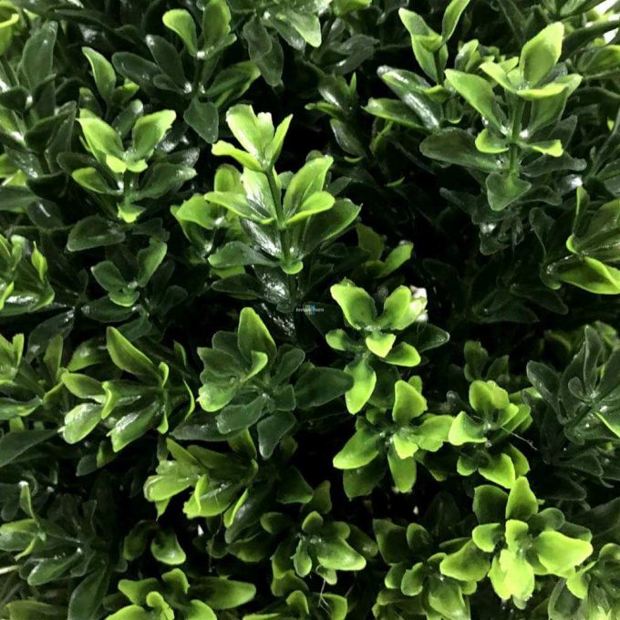 Close up of the green shrub foliage