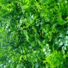Artificial Plant -Mediterranean Fern Vertical Garden / Green Wall UV Resistant 1m x 1m