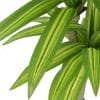 Artificial Muli Head Dracaena Tree with Mixed Green Leaves Close Up View