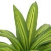Artificial Muli Head Dracaena Tree with Mixed Green Leaves and long fake leaves