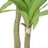 Artificial Muli Head Dracaena Tree with Mixed Green Leaves realistic trunk and leaves