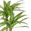Artificial Muli Head Dracaena Tree with Mixed Green Leaves with view of Foliage