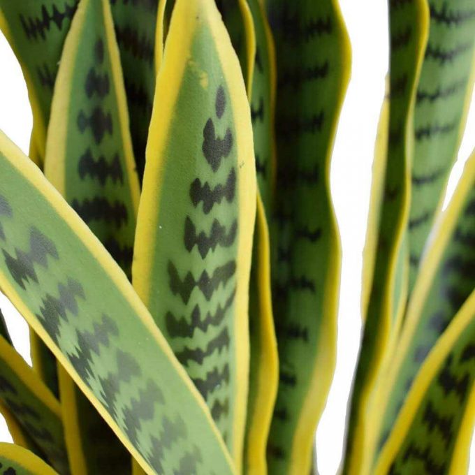 Artificial (faux) Mother in Law Tongue / Yellow Tongue - Leaf