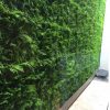 Installed green wall panels with dense fern