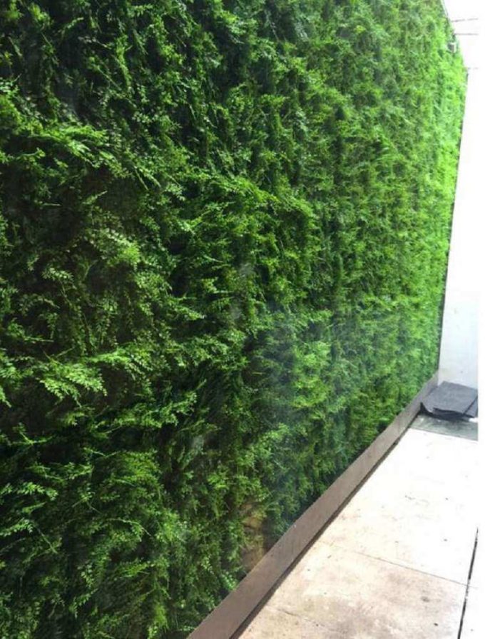 Installed green wall panels with dense fern